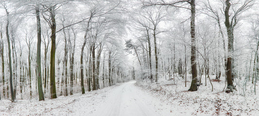 Into the snow forest