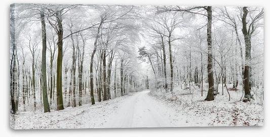 Into the snow forest