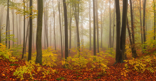 Forests