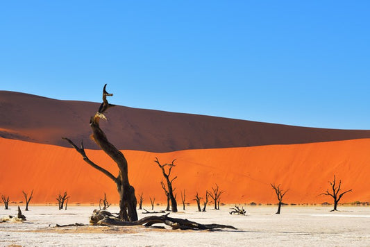 Africa