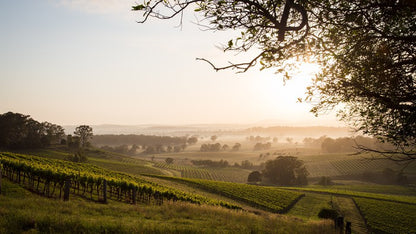 Hunter Valley dawn