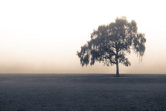 Free of the fog