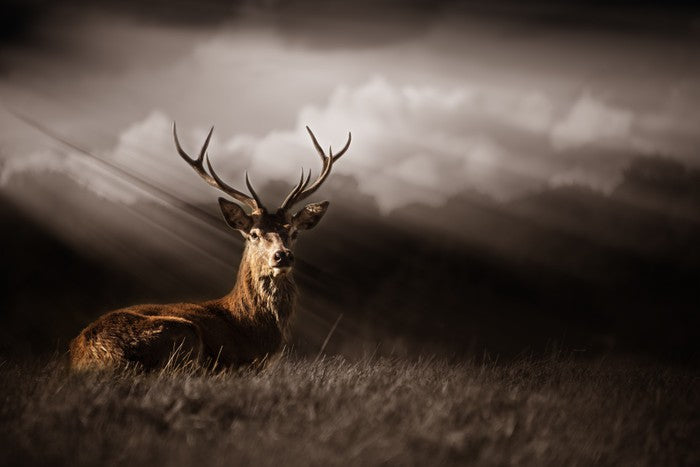 Stag in the sunlight