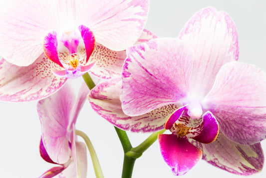 Up close and orchid
