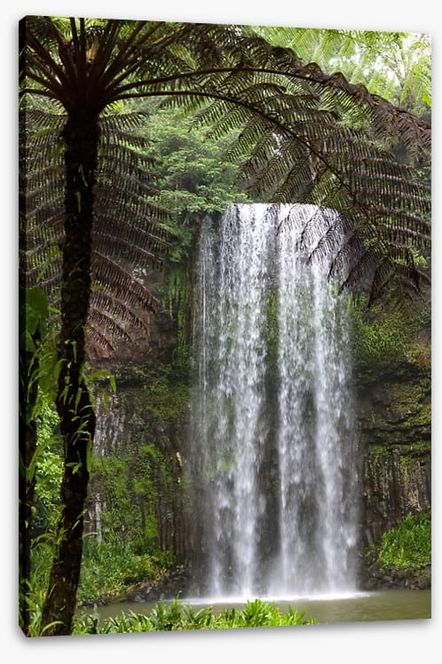 Ferns and falls