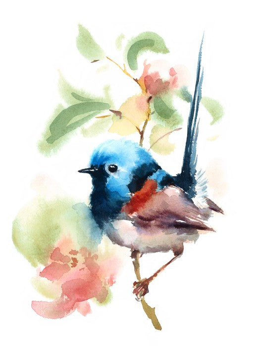 Little fairy wren
