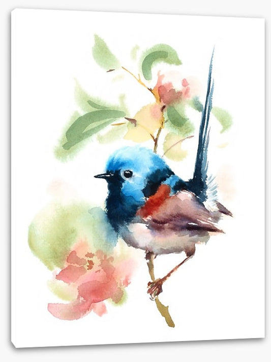 Little fairy wren