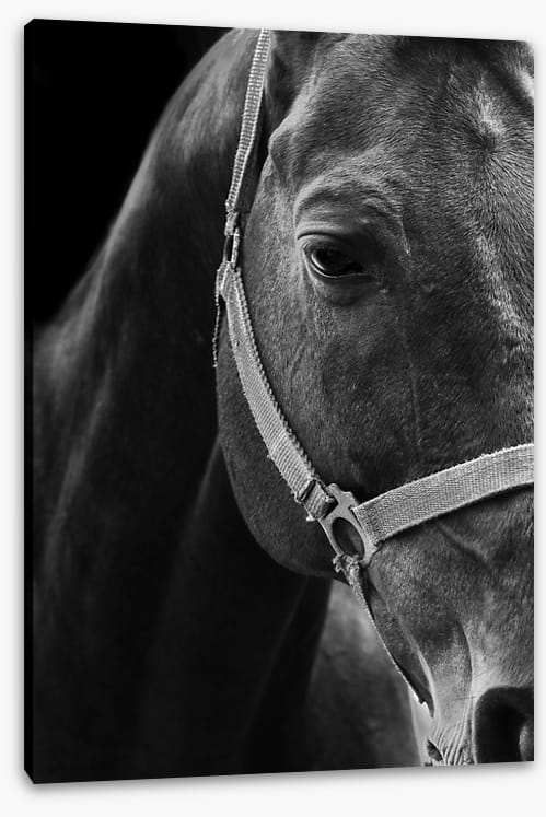 The dark horse