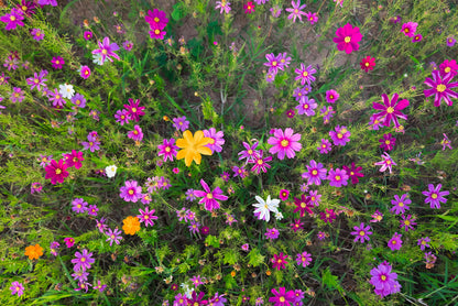 Burst into life