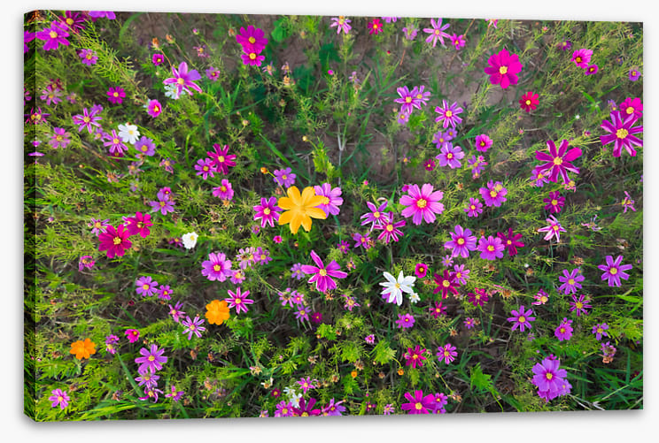 Burst into life