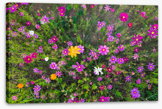 Burst into life