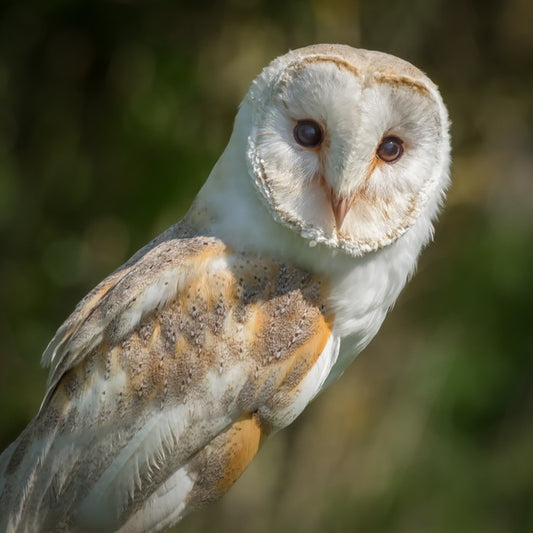 Watchful barn owl