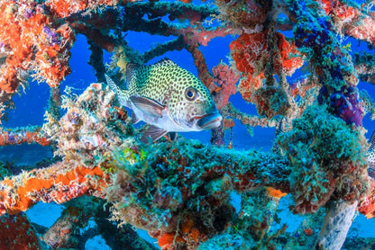 Underwater