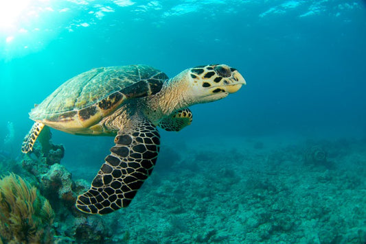 Turtle time
