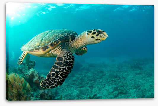 Turtle time
