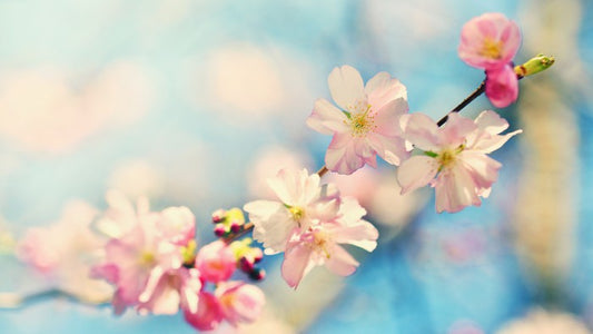 Blue sky blossom