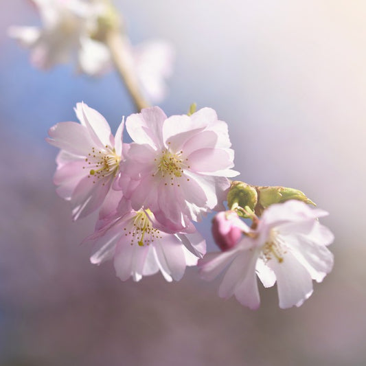 Spring sun sakura