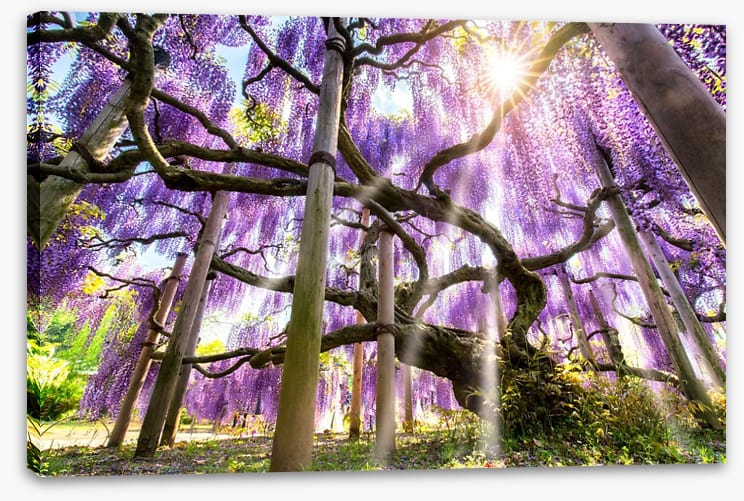 Wisteria sunshine
