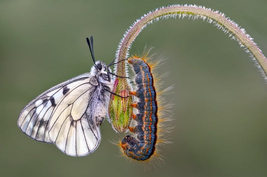 Insects