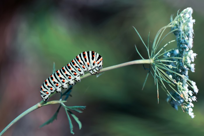 Insects