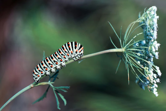 Insects