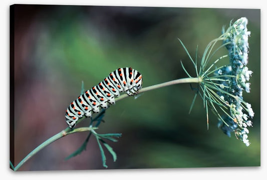 Insects