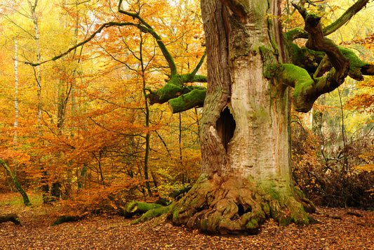 Where the fairies live