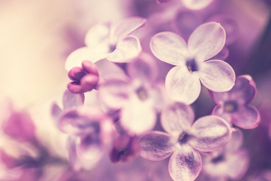 Wistful lilac
