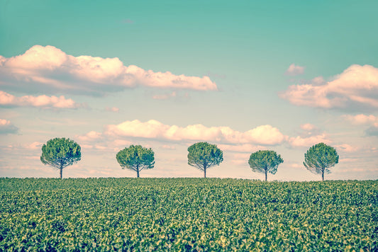 Five trees
