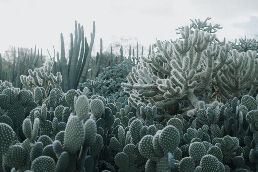 Cacti in the clouds