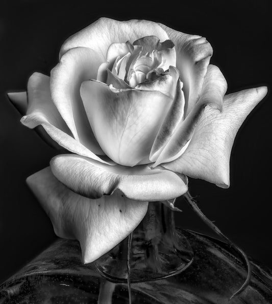 The white rose