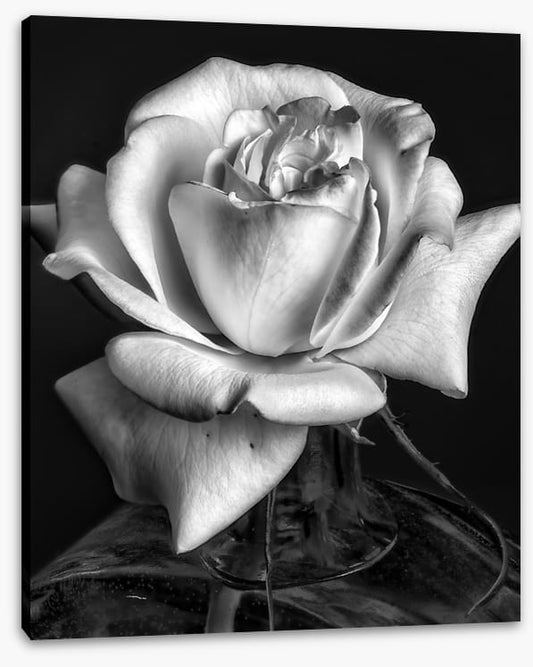 The white rose