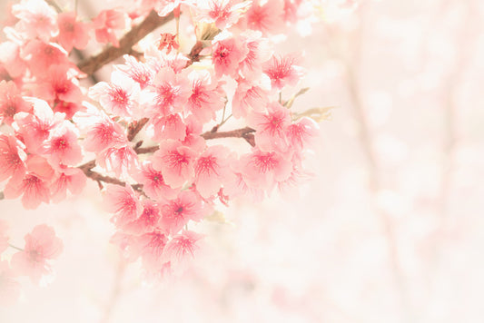 Soft sakura
