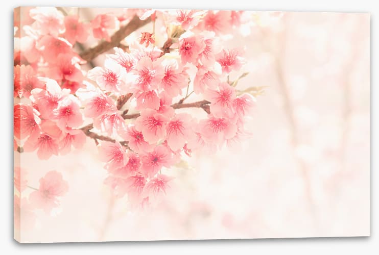 Soft sakura