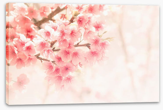 Soft sakura