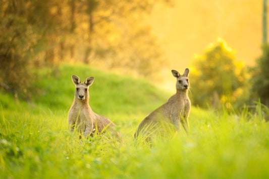 Sundown roos