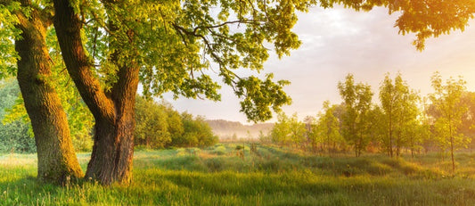 Trees