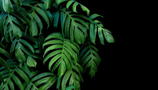 Leaves