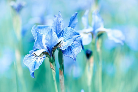 Northern blue iris