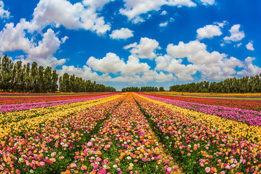 Meadows