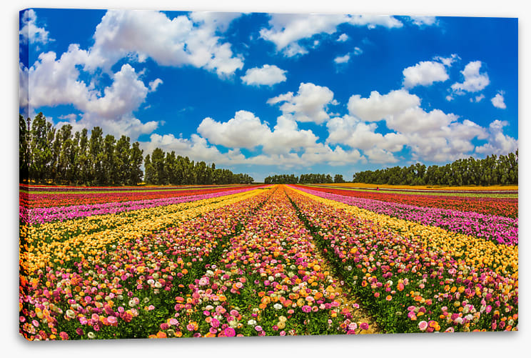 Meadows