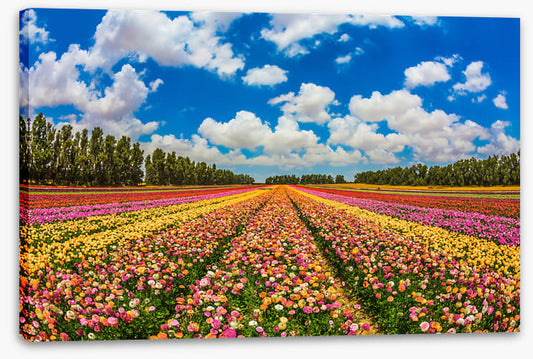 Meadows