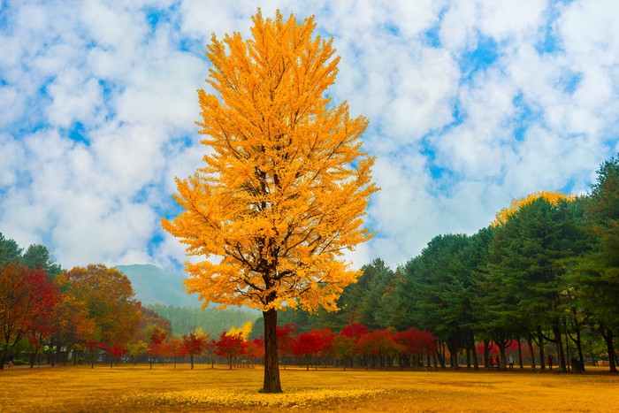 One golden ginkgo