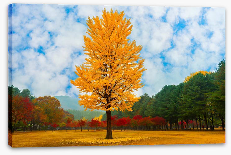 One golden ginkgo