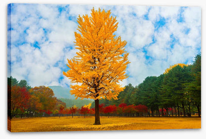 One golden ginkgo