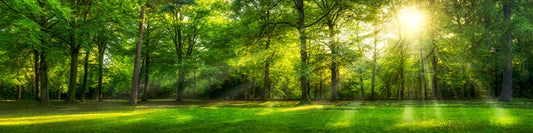 Sunburst forest panorama