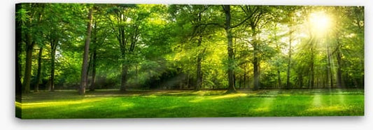 Sunburst forest panorama