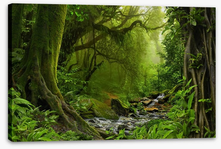 Jungle river