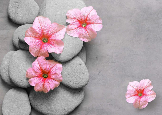 Petunia pebbles