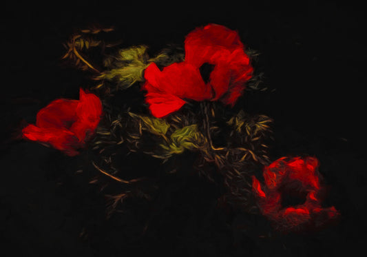 Poppies of the night